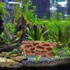 Betta Aquarium Tunnel view 3