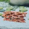 Aquarium Huts - Betta Habitat Decoration view 3