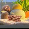 Generic Aquarium Hides | Stable Breeding Hide view 2