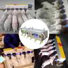 Piglet and Lamb Feeder, Universal Nursing Feeder for Lambs, Stainless Steel Feeder with Constant Temperature, 6 Automatic Nipples with Sound Simulation view 3