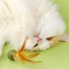 Catnip Balls for Kittens view 4