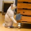 Cat Nip Cat Graffer-Brush Wall-Mounted Self-Care view 2