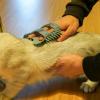 Cat Nip Cat Graffer-Brush Wall-Mounted Self-Care view 3