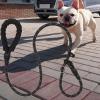 Adjustable Dog Leash | Durable Pet Supplies for Outdoor Activities view 3