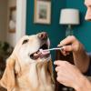 Small Dog and Cat Toothbrush with Soft Bristles view 2