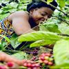 Terrific Coffee Robusta Green Coffee Beans from Cameroon, Direct Trade, 1,000 g view 3