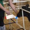 Goat Bottles for Lambs, Pet Feeding Equipment view 2