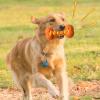 Iouyjiu Puppy Chew Toys view 4