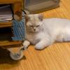 Cat Corner Scratcher view 4