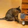 Cat Corner Scratcher with Grooming Brush view 4