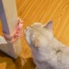 Cat Corner Scratcher view 4