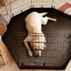 Waterproof Non-Slip Dog Playpen Mat view 3