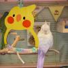 Bird Swing Toy for Budgie Cages view 2