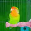 Bird Cage Perch and Chew Stand view 2