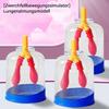 Lung Model Respiratory Anatomy Teaching Aid with Interactive Breathing Simulation, 11.4 × 7.4 × 5.2 cm view 4
