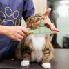 Fellblitz Brush | Self-Cleaning Pet Brush for Long and Short Hair Care view 2
