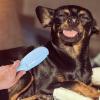 Lunaobrik Pet Hair Removal Roller view 3