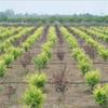FBANULPEX Drip Tape Irrigation Hoses, Flat Tubes, Agricultural Drip Irrigation Tape, Greenhouse Irrigation System (10 cm Spacing, 4 x 20 m) view 3