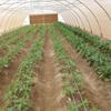 FBANULPEX Drip Tape Irrigation Hoses, Flat Tubes, Agricultural Drip Irrigation Tape, Greenhouse Irrigation System (10 cm Spacing, 4 x 20 m) view 4
