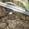 FBANULPEX Drip Tape Irrigation Hose, Flat Tube, Labyrinth Drip Tape, 5 m (16.4 ft) view 4