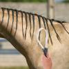 VANZACK Stainless Steel Horse Shedding Scraper Brush with Plastic Handle, Random Color view 4