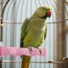 Bird Perch for Cages - Chew Toy and Nail Care view 2
