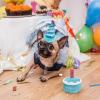 Dog Birthday Cake Toy - Plush Cake Shaped Toy for Dogs view 4