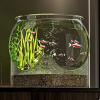 Round Transparent Fish Bowl Aquarium view 2