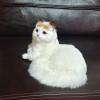 Realistic Plush Cat Toy view 3