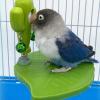 Activity Stand - Interactive Design for Cockatoos view 3