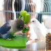 Activity Stand for Birds - Interactive Play Zone view 2