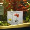 Acrylic Fish Breeding Box for Aquariums with Suction Cups view 3