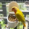 Bird Toilet Training Tool view 2