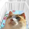 Odot Baby Crib Fitted Sheet, 3D Cat and Kitten Pattern, Soft Microfiber, Stroller, Moses Basket and Bedside Crib Mattress Cover (Flower, 60 x 120 cm) view 4