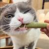 50g Natural Grass Snack Stick for Cats view 4