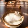 Pet Bed - Cat Sleep Basket view 3