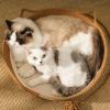 Woven Cotton Rope Cat Bed view 2
