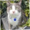 Housoutil 25-Pack 35 mm Round Blue Aluminum Pet Tags with Hole view 4