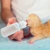 ccuzs Nursing Bottle for Kittens view 3