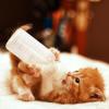 ccuzs Nursing Bottle for Kittens view 4