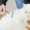 Pet Grooming Brush for Dogs and Cats view 3