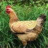 Chicken Saddle Feather Protector Vest view 2