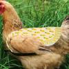 Chicken Saddle Feather Protector Vest view 3