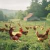 Chicken Saddle Feather Protector Vest view 4