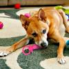 Generic Dog Pacifier Puppy Chew Aid Teething Toy view 2
