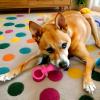Generic Dog Pacifier Puppy Chew Aid Teething Toy view 3