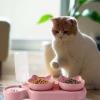 Automatic Water Bottle for Cats – 15° Inclined Kitten Bowl view 4