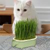 Cat Grass Planter Box view 2