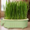 Cat Grass Planter Box view 3