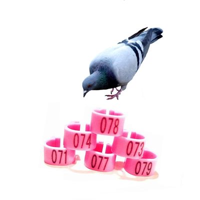 HJHLYJQBF Pigeon Leg Bands, Pink, 001–100